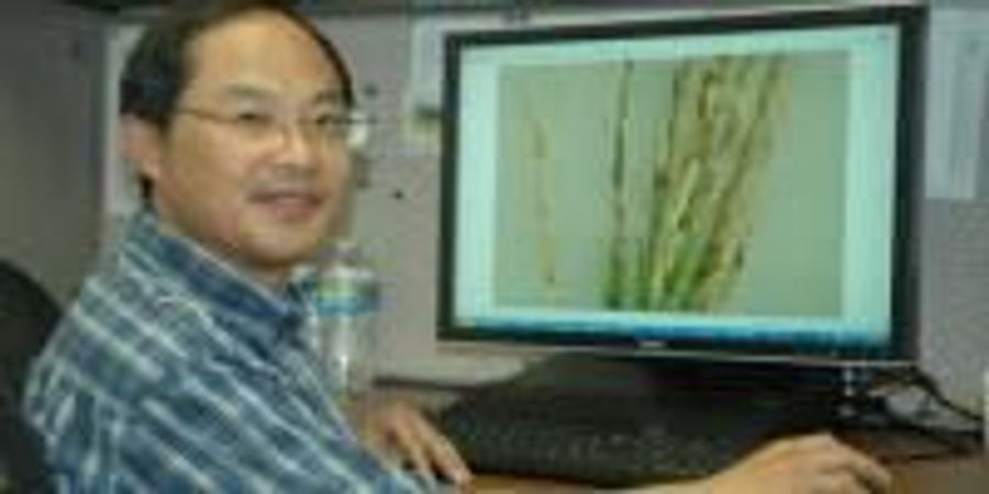 With Organic Rice in Demand, Scientists to Help Farmers Improve ...