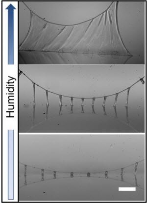 Spider Man Science: Tunable Web Glue and Smart Adhesives