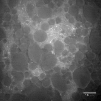  a team of Belgian and Dutch researchers has discovered how gluten and starch affect dough behavior, as well as the optimum amount of glucose oxidase enzyme to use to enhance bread-making