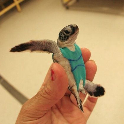 Sea turtles don swimsuits for science
