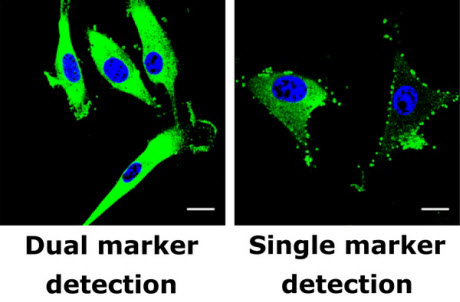 New tagging technique for better cancer detection