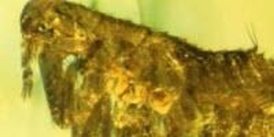 Bacteria in Ancient Flea may be Ancestor of the Black Death | Lab Manager