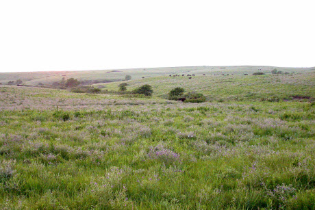 New Iowa State research: Human activity affecting microbes in soil - See more at: http://www.news.iastate.edu/news/2015/09/23/soilmicrobial#sthash.2jbTS0v6.dpuf