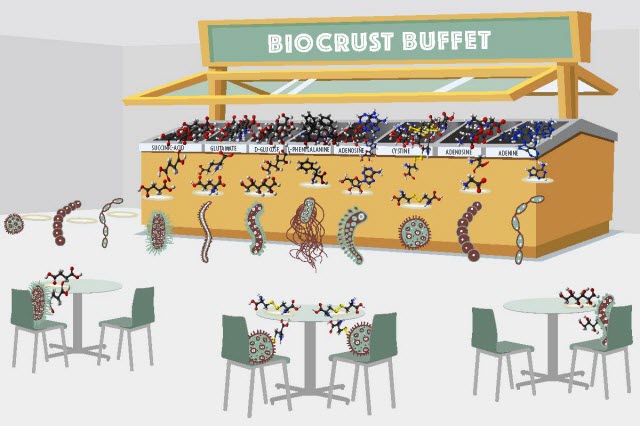 The Berkeley Lab team examined the diversity of molecules in a biological soil crust (“buffet”) and then used exometabolomics to study how bacteria isolated from this soil deplete (“eat”) specific molecules