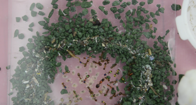 Work ants in this artificial nest are painted with fine wires so researchers can track their activity levels