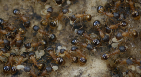 Ants May Have Reason to Be Anti-Work