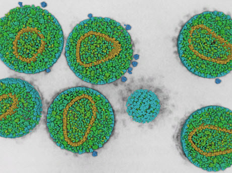 The consortium will stimulate work on collaborative, interdisciplinary projects to assemble and simulate a virtual model of a cell, down to an atomic level of detail