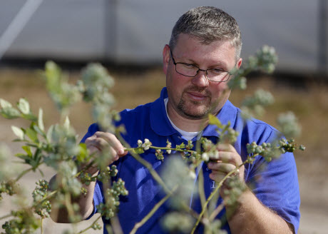 UF/IFAS scientists zero in on genetic traits for best blueberry taste