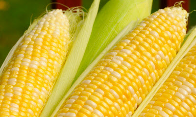 Researchers Study Sugar Corn as Alternative Fuel Source