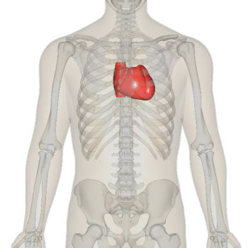 Researchers have discovered that a particular protein, Fstl1, plays a key role in regenerating dead heart-muscle cells