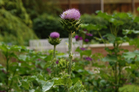 $10M in federal grants to study botanicals for human health