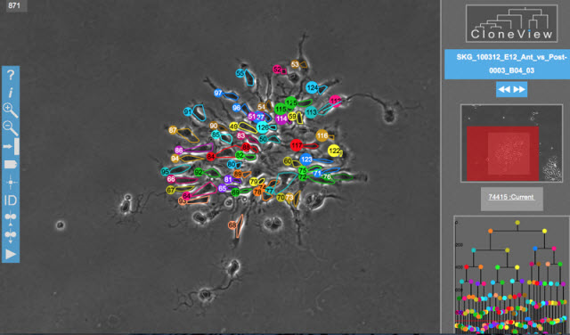 microscopic videos forming a lineage tree