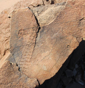 Ediacaran fossil found in the Swartput Farm site