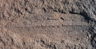 Fossil of frond-like Ediacaran species found in Namibia