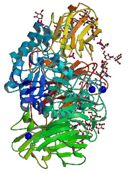 beta-galactosidase enzyme