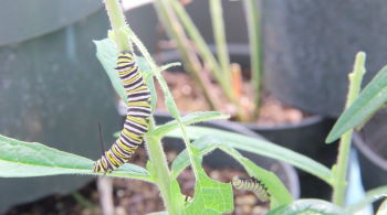 Monarch butterfly caterpillars