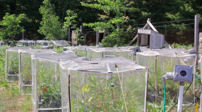 milkweed research