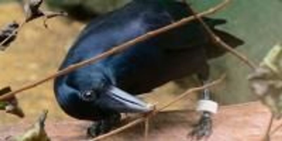 Something to Crow About | Lab Manager