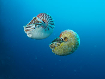 Nautilus pompilius and Allonautilus scrobiculatus