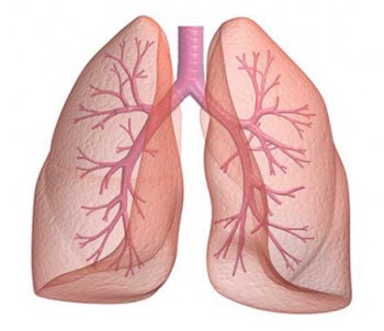 lungs