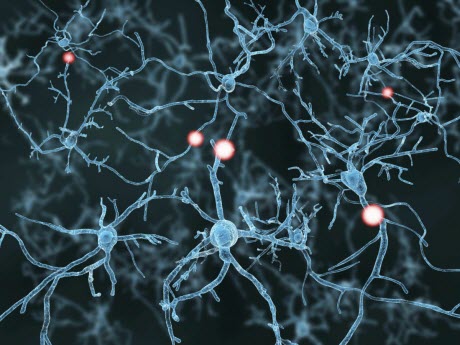 neurons