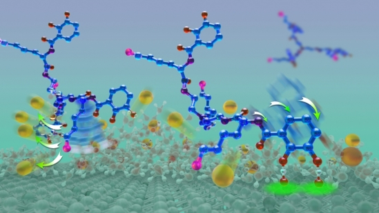 wet adhesion (image)