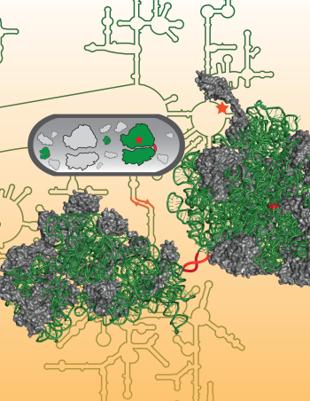 artificial ribosome