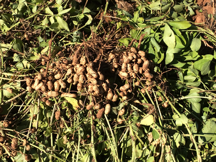 Peanut plants (image)