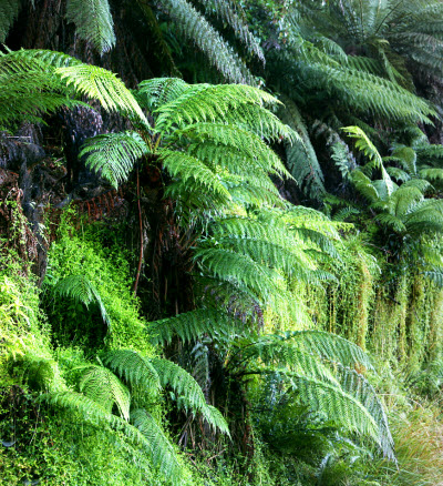 ferns