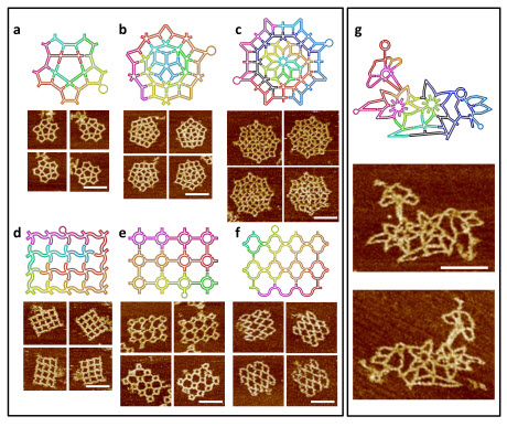 scaffold-folding paths