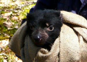 baby Tasmanian Devil