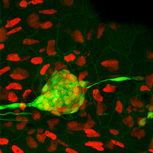 neuromast sensory structure