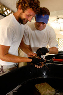 lobster research