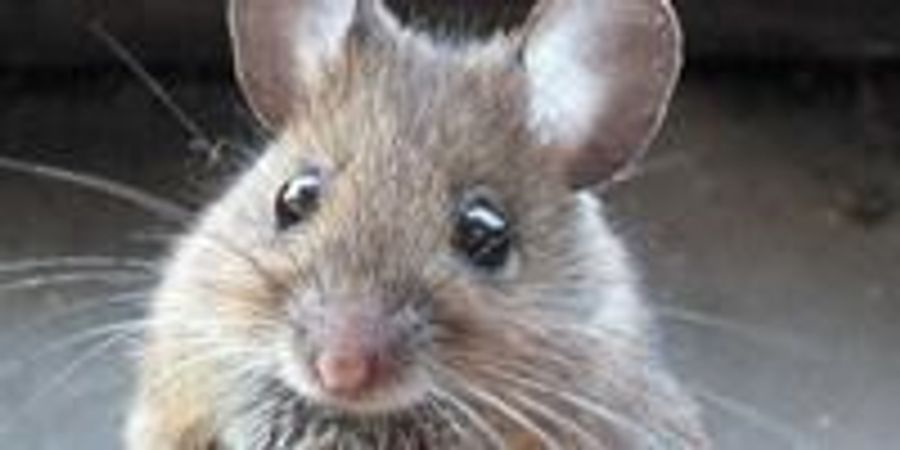 Island Rodents Take On Nightmarish Proportions | Lab Manager