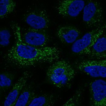 Cell recycling