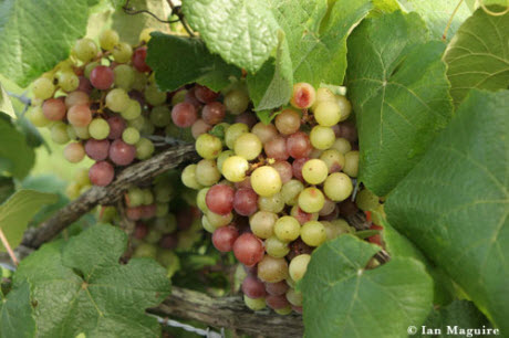 Muscadine grapes