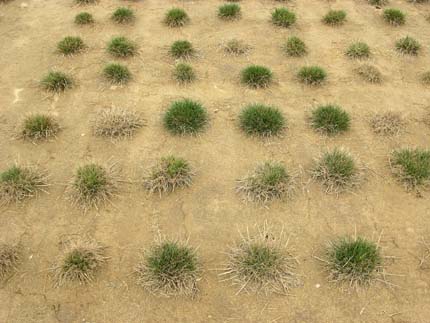 ryegrass