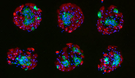 cell cultures