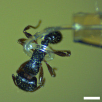 micro-tentacle 