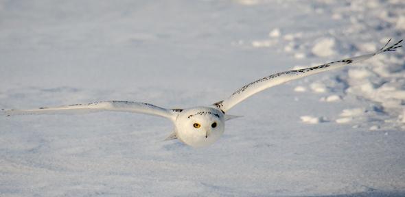 snowy owl