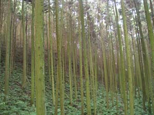 Cedar plantation 