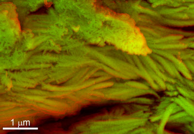 cell structures in dino bones