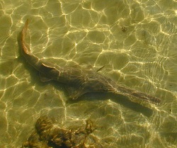 smalltooth sawfish