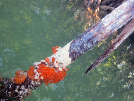 mangrove tunicate