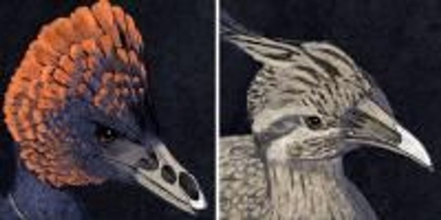 Tweaking the Beak: Retracing the Bird's Beak to Its Dinosaur Origins ...