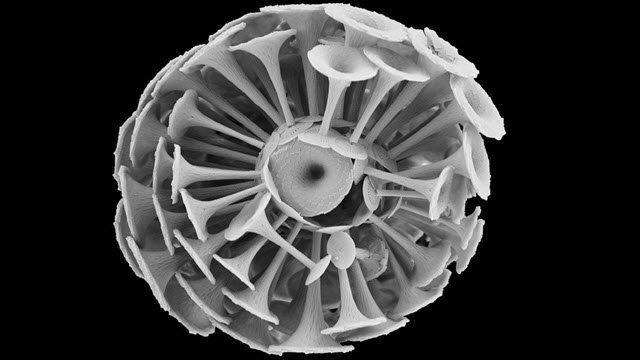 Coccolithophore Balch