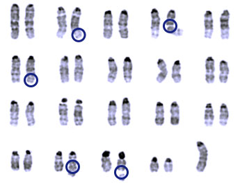 genomes of cells