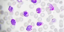 malaria parasites