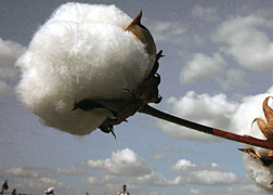 cotton plant