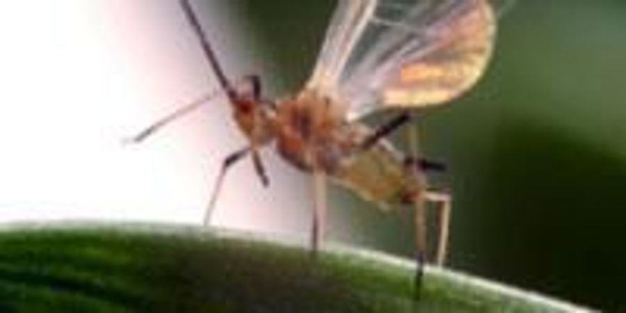 Could Smell Hold the Key to Ending Pesticide Use? | Lab Manager
